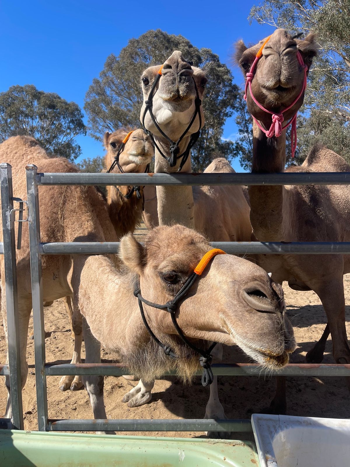 Camel Rides at Sutton village country  markets 