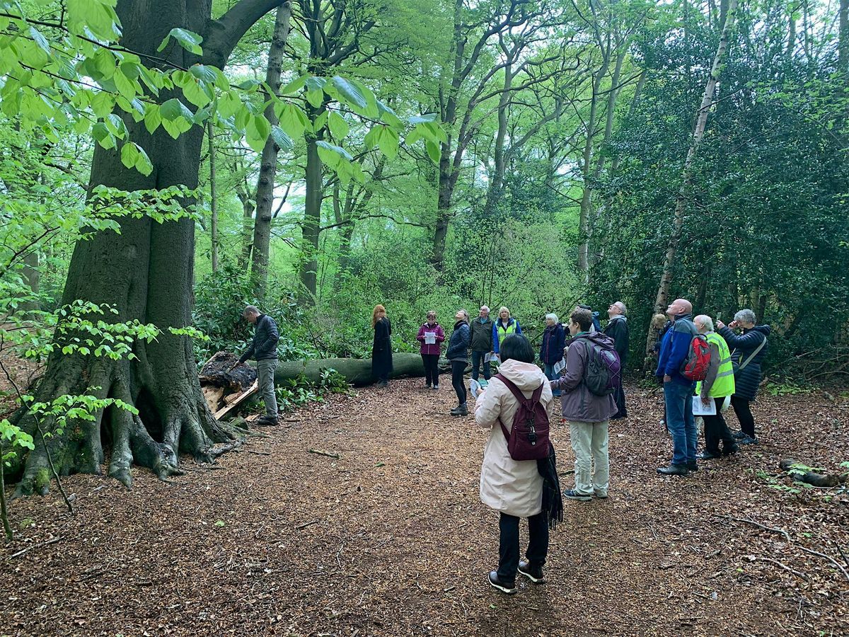 The Veteran Trees and Ancient Rhododendrons of Childwall Woods.