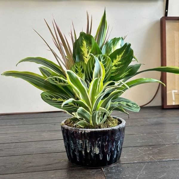 Botanical Design: Indoor Plant Dish Garden