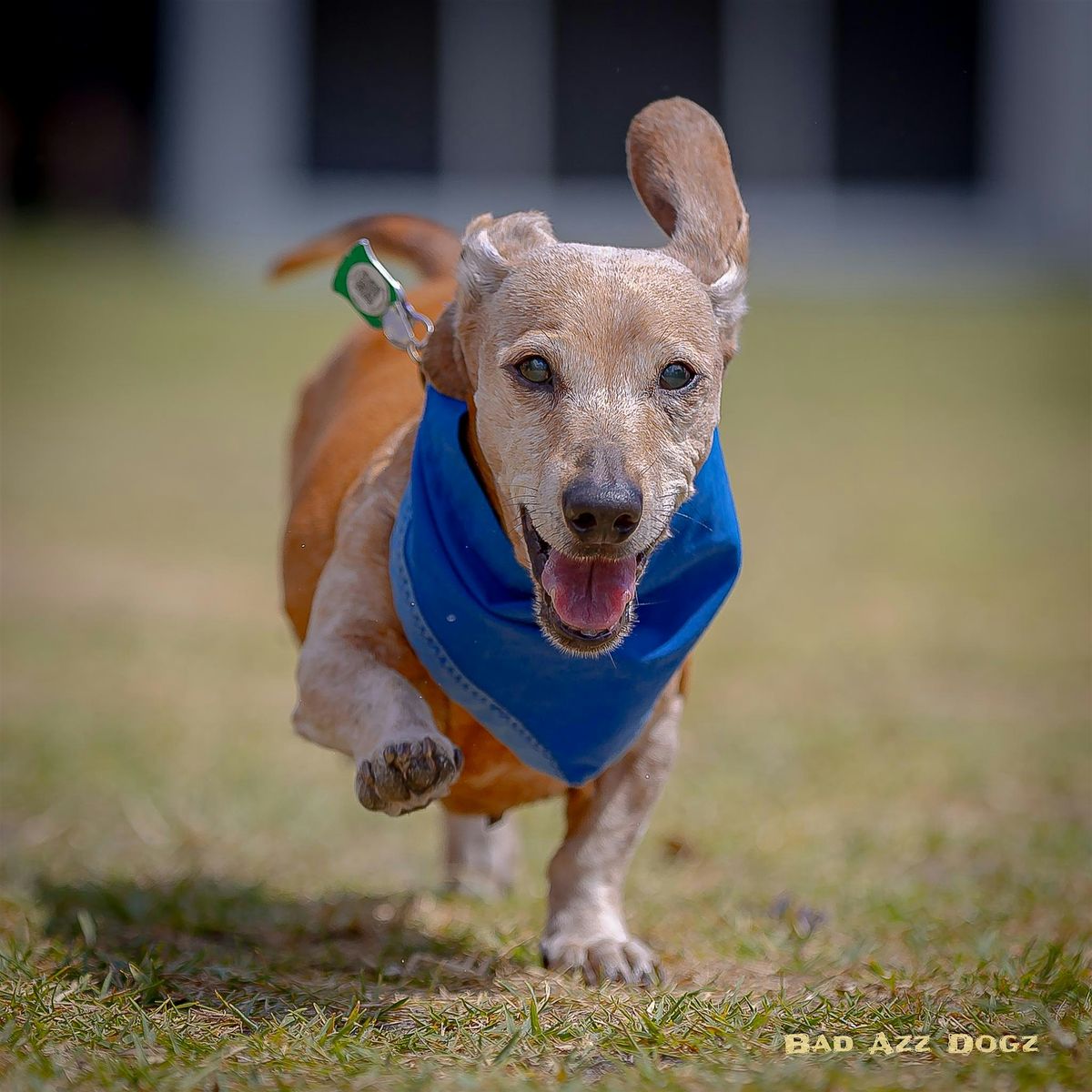 Wiener Dog Race & Wanna-Be  Race at Tampa Bay Downs Oktoberfest