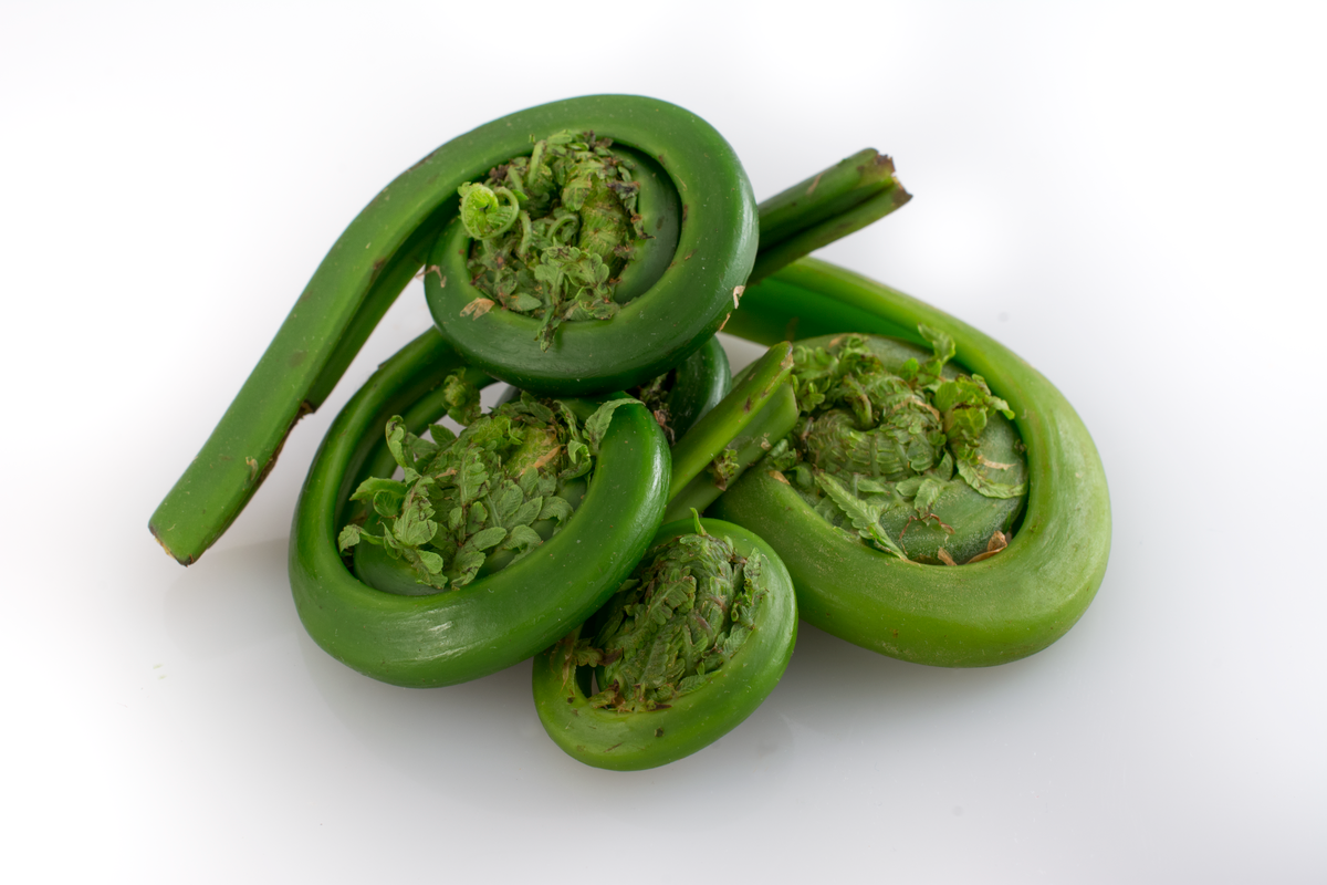 Fiddlehead