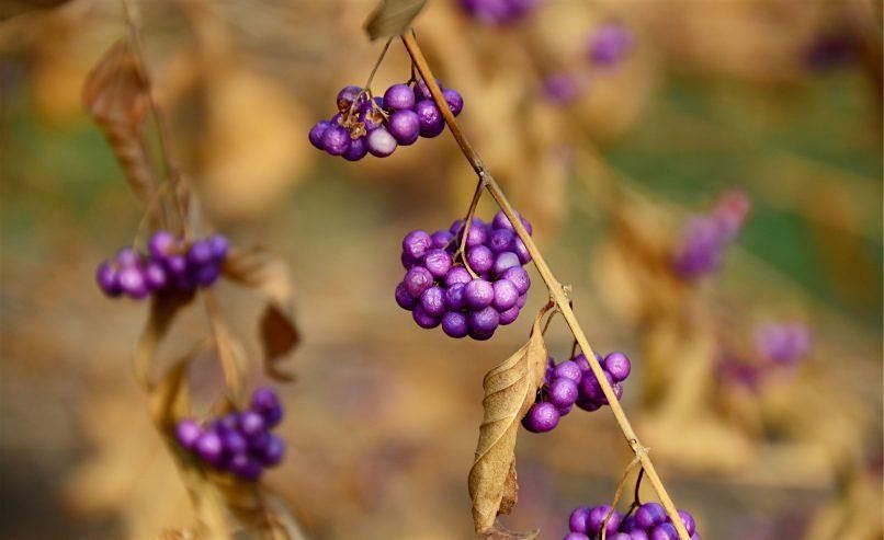 Late Fall Highlights Guided Garden Tour