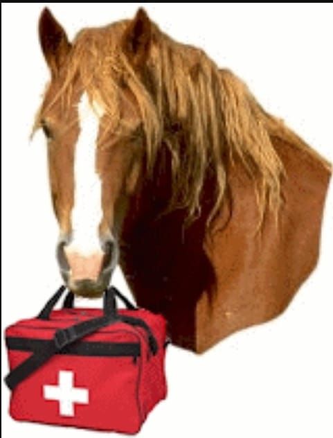 Horse and Rider First Aid Course