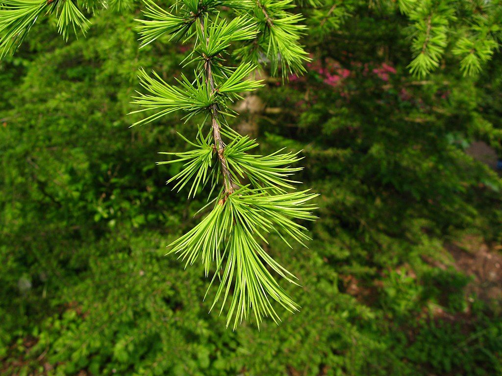 Tracing Perfume: A Genealogy of Woods, part 1 with Dana El Masri (in person)