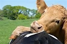 Cow Cuddling