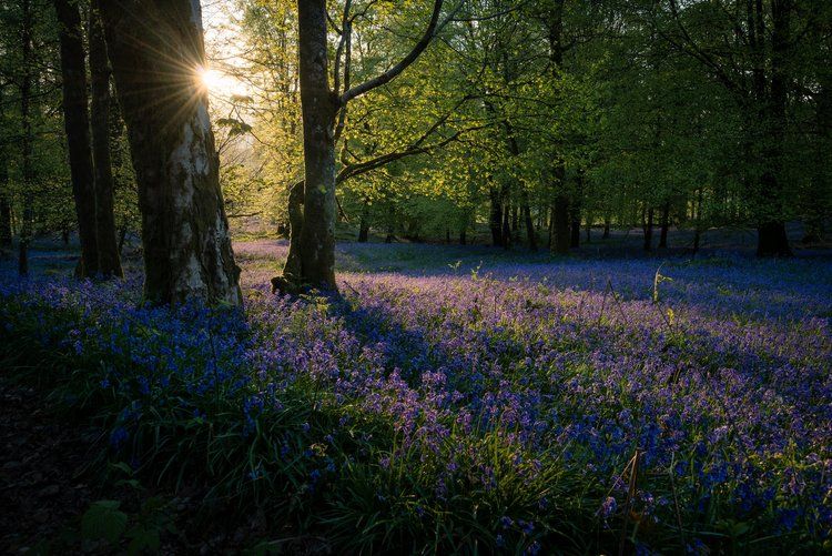 FOREST BATHING IN THE BLUEBELLS