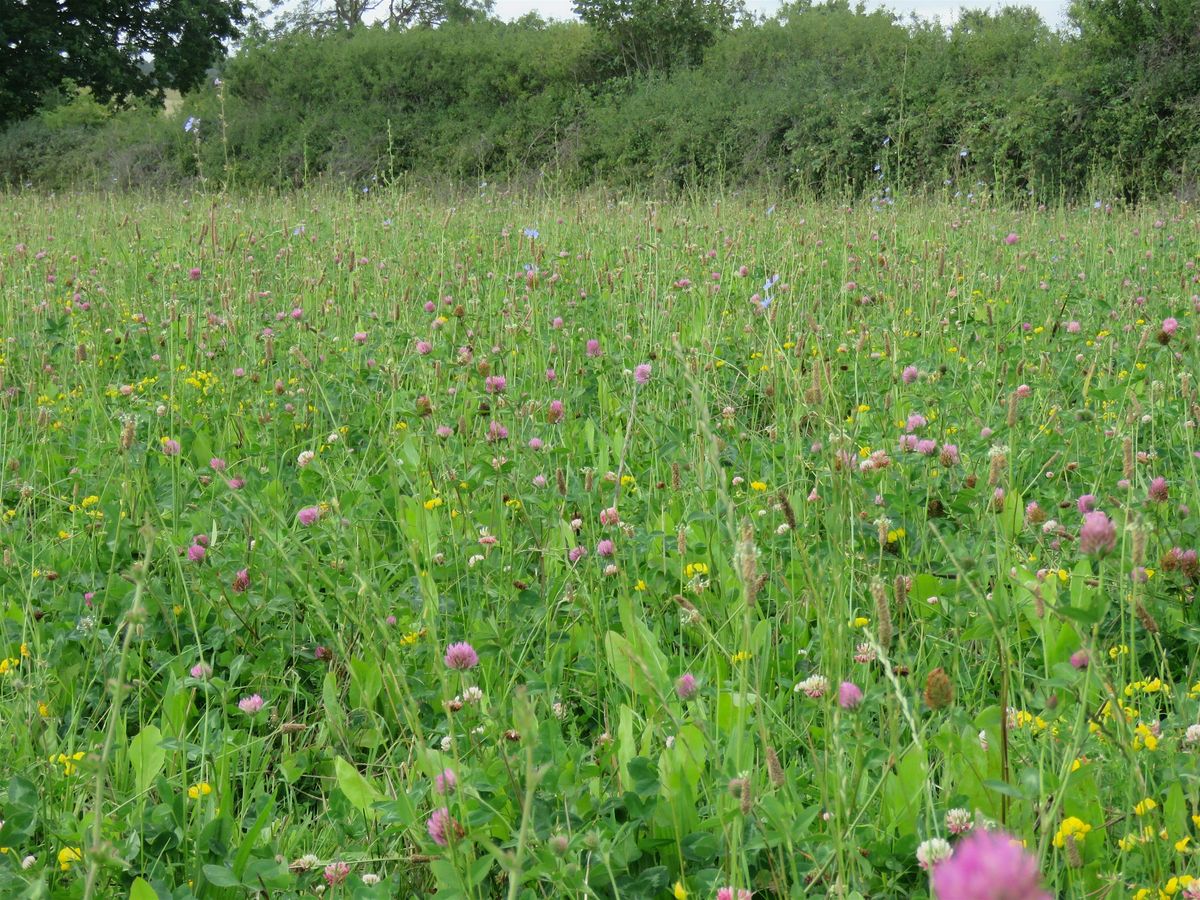 Managing Meadows and species rich grassland