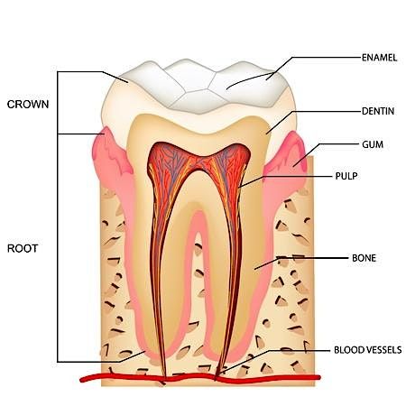 Exploring New Ways to Conserve Tooth Structure