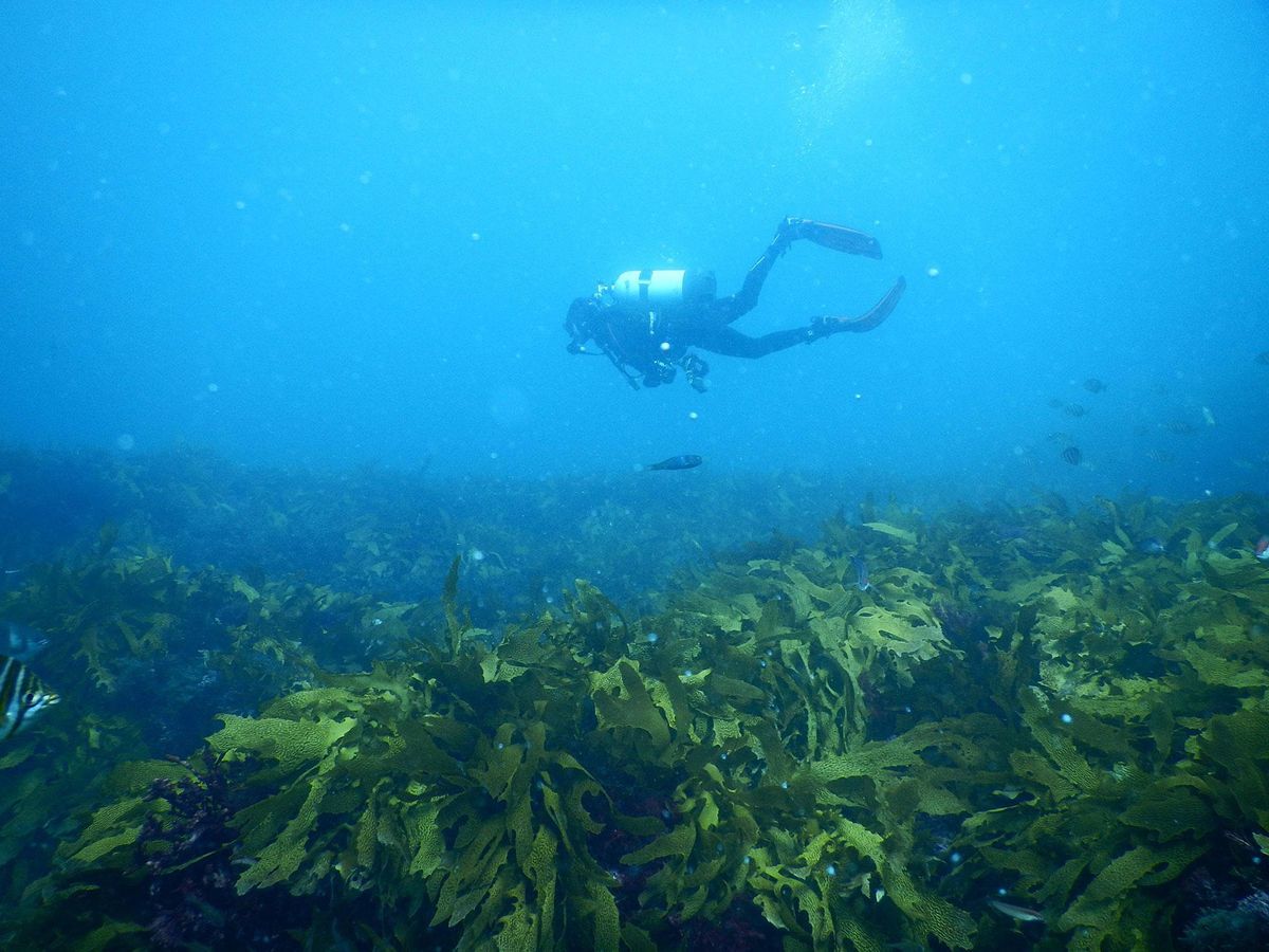 Restoring Kelp Forests