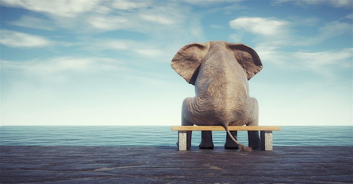 Transforming Grief: An Elephant's Journey