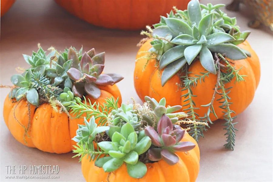 Pumpkin Succulent Social Craft Party