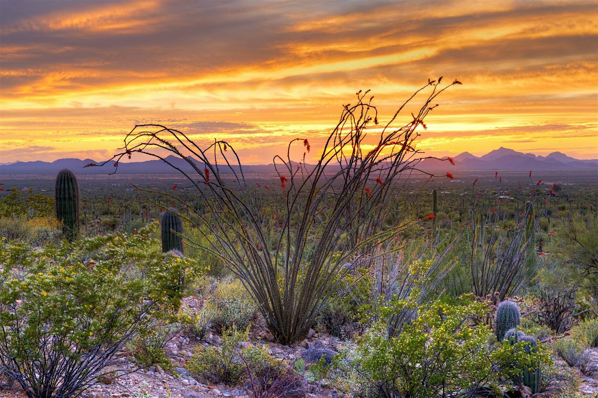 Saguaro National Park: Scenic Drive with Self-Guided Audio