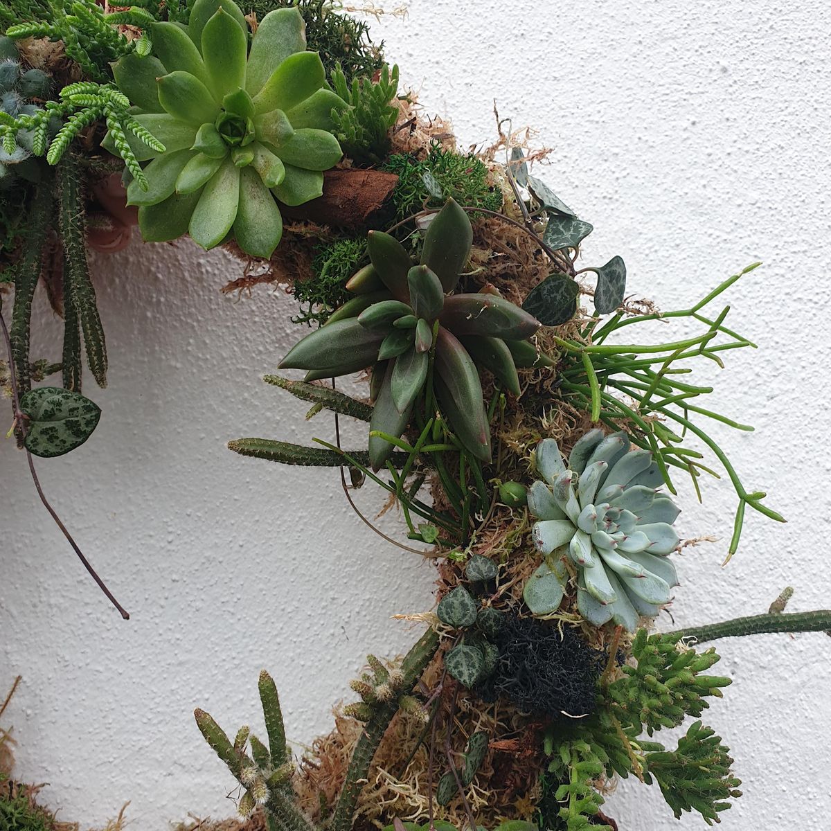 Living wreath making with succulents