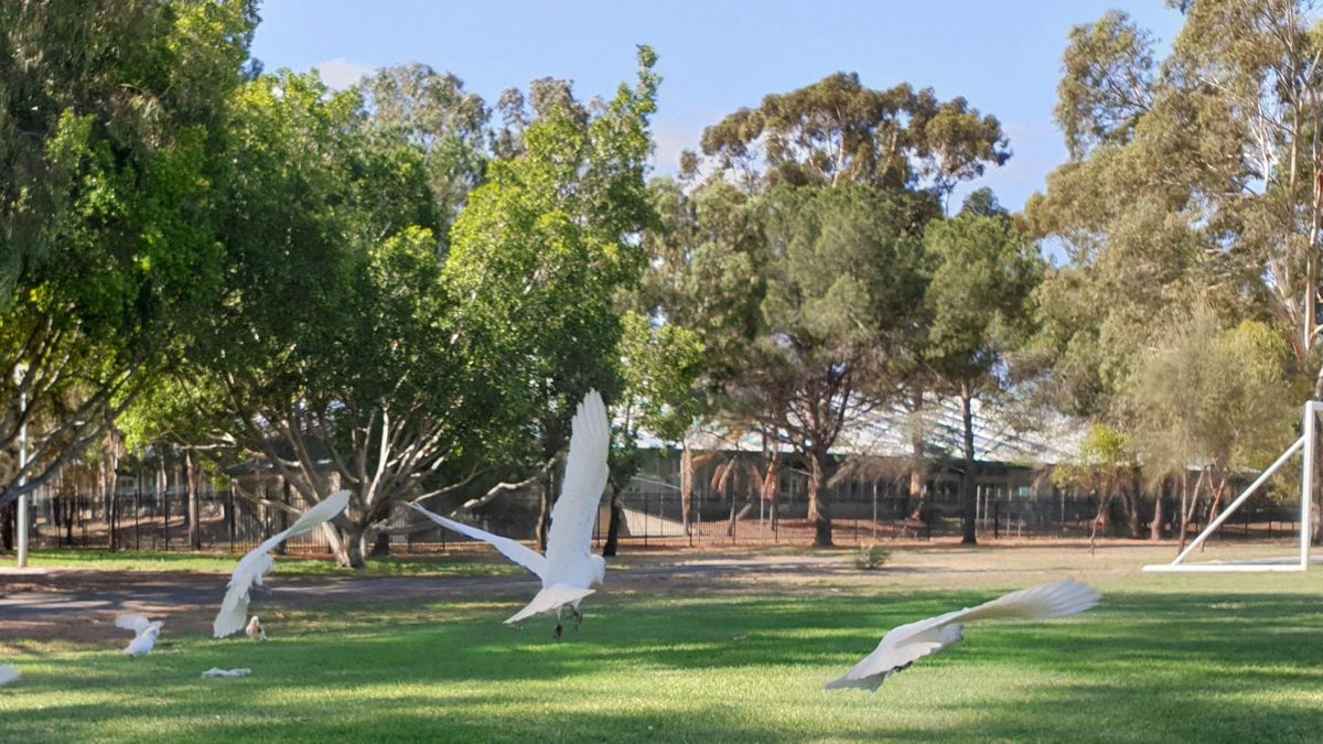 Guided Walk through Denise Norton Park / Pardipardinyilla (Park 2