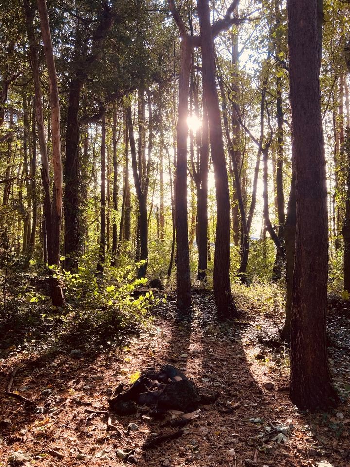 Meander thro the senses in nature at Dreghorn Woods