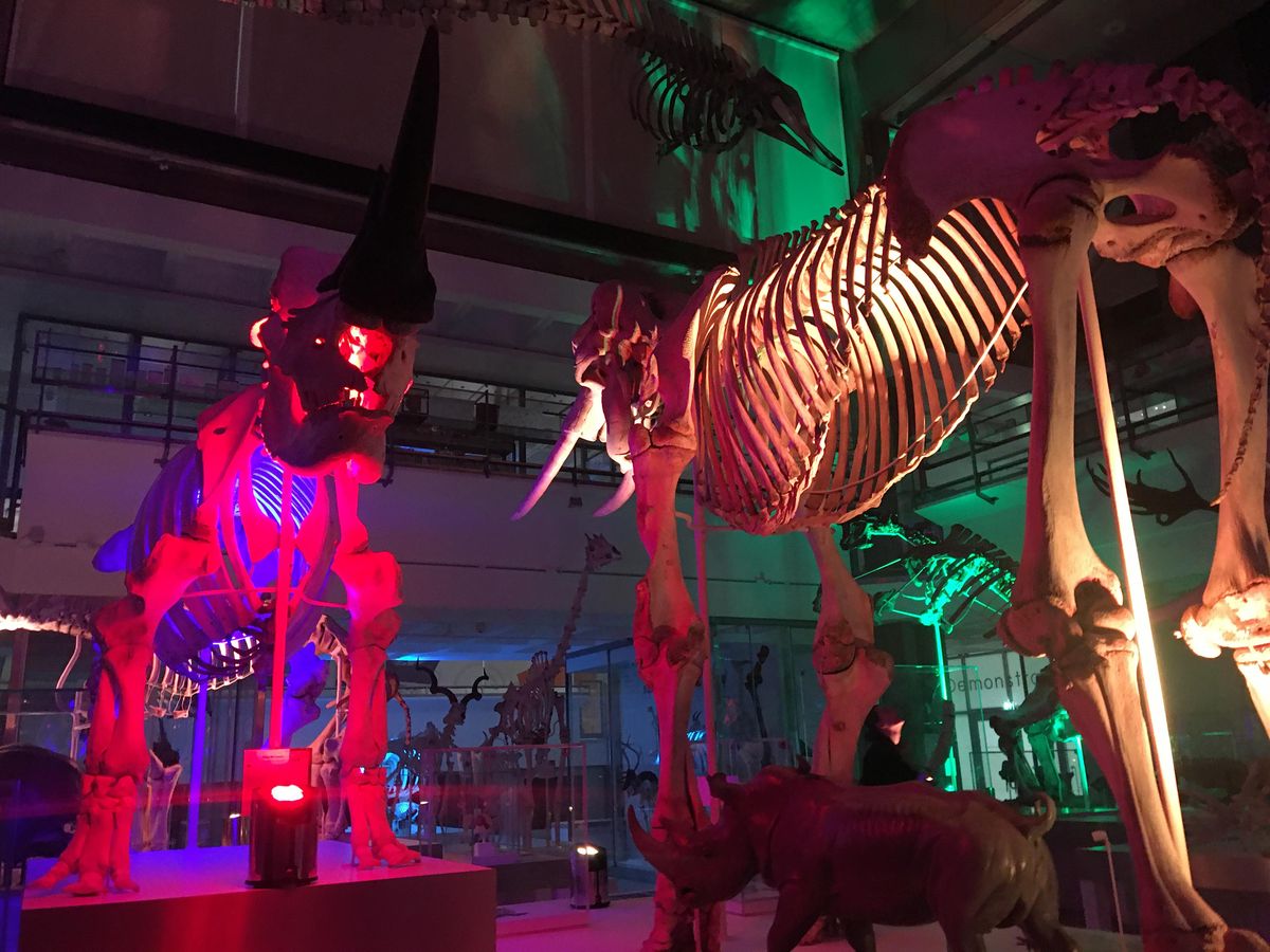 Twilight at the Museum of Zoology