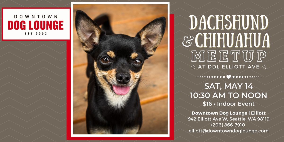 Dachshund and Chihuahua Meetup at DDL Elliott