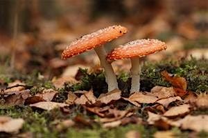 Fungi for Beginners