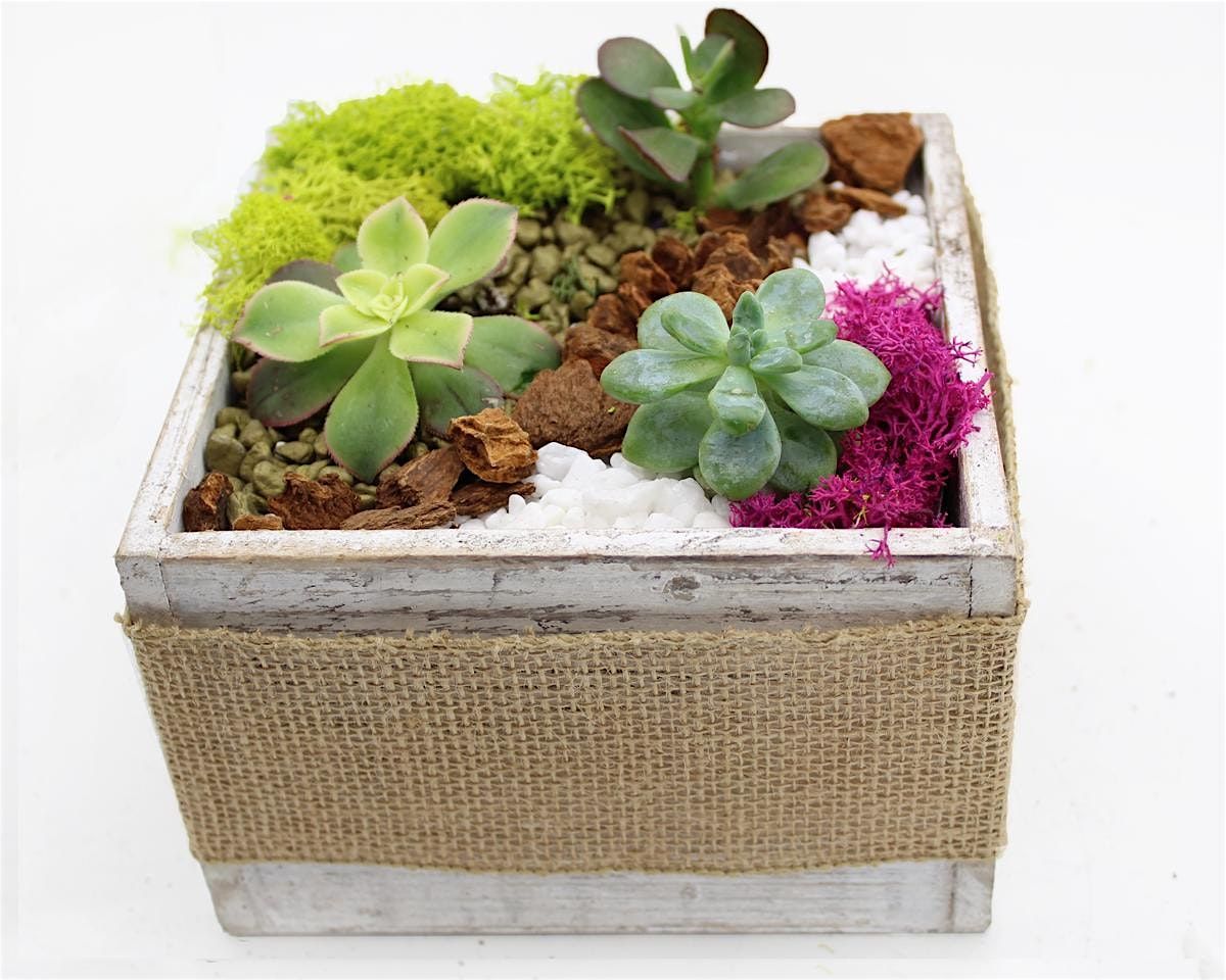 Plant Nite: Make a Succulent Terrarium