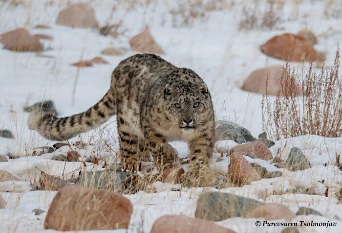 SNOW LEOPARDS ~ Photo Tour ~ Spring 2025