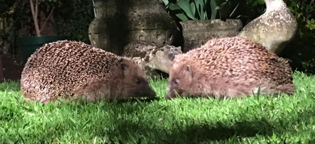 Hedgehog Ecology and Conservation - a talk by Dr Dan Forman