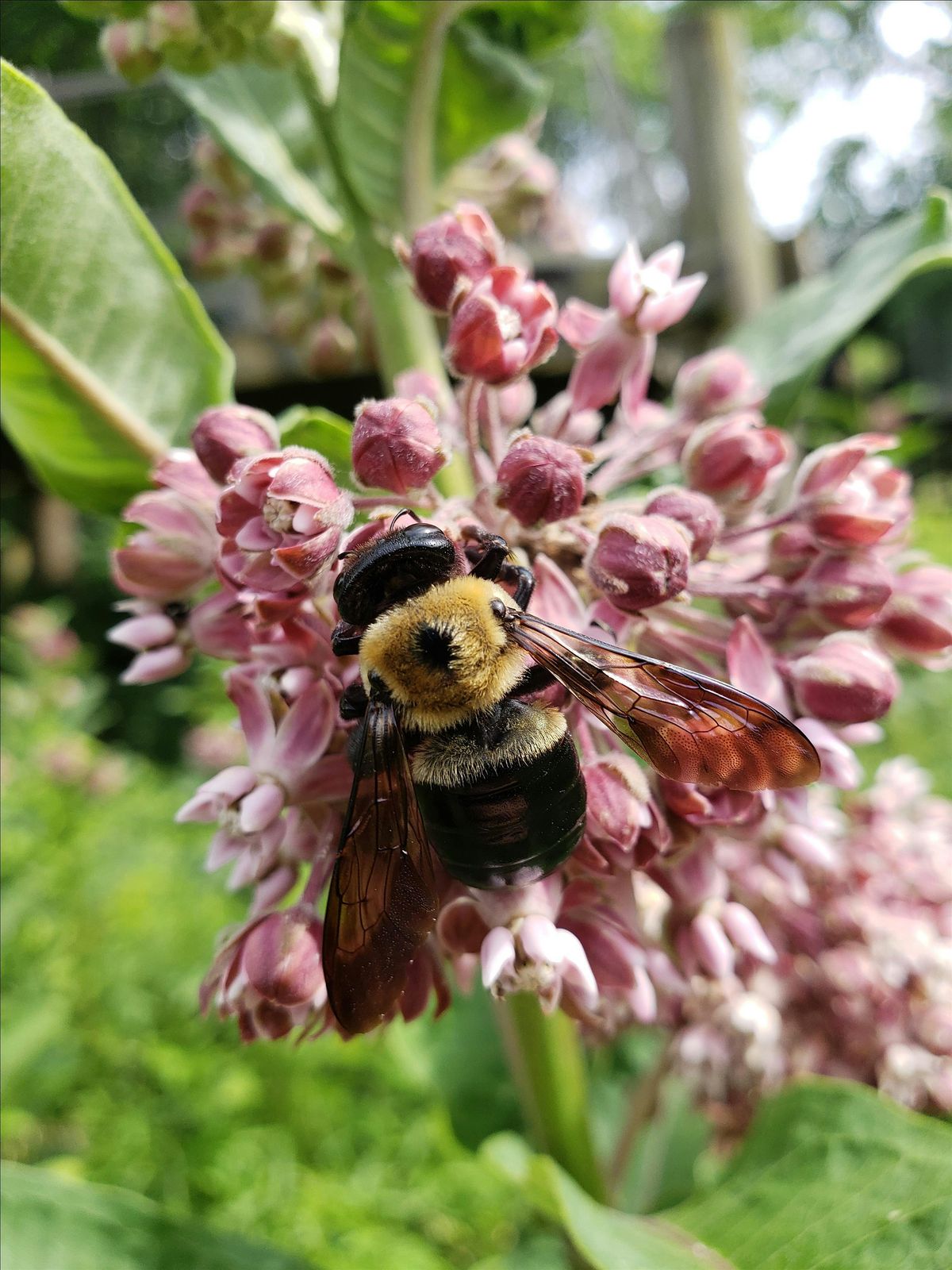 Planting for Pollinators with Joy Bovens