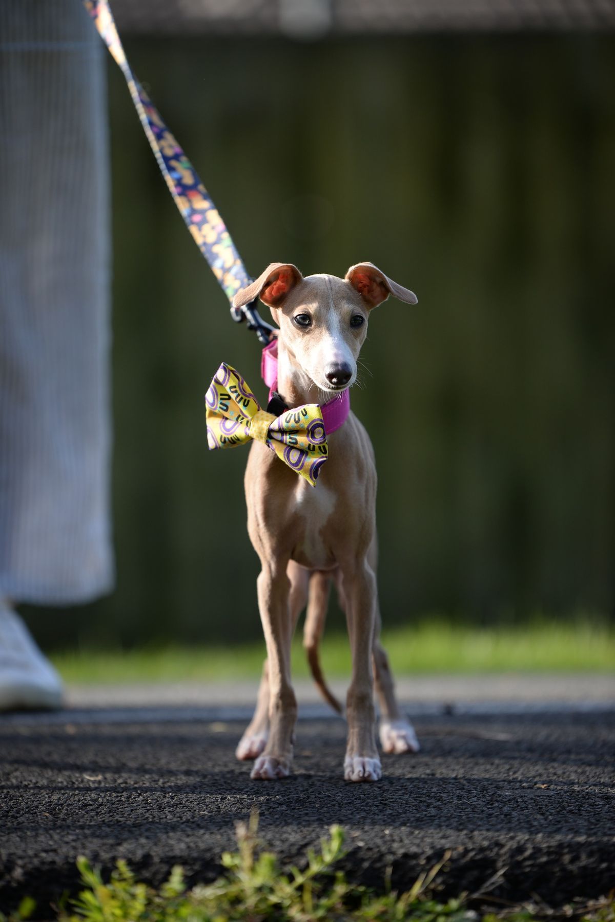 Italian Grey Hound Christmas Pawty ??? 