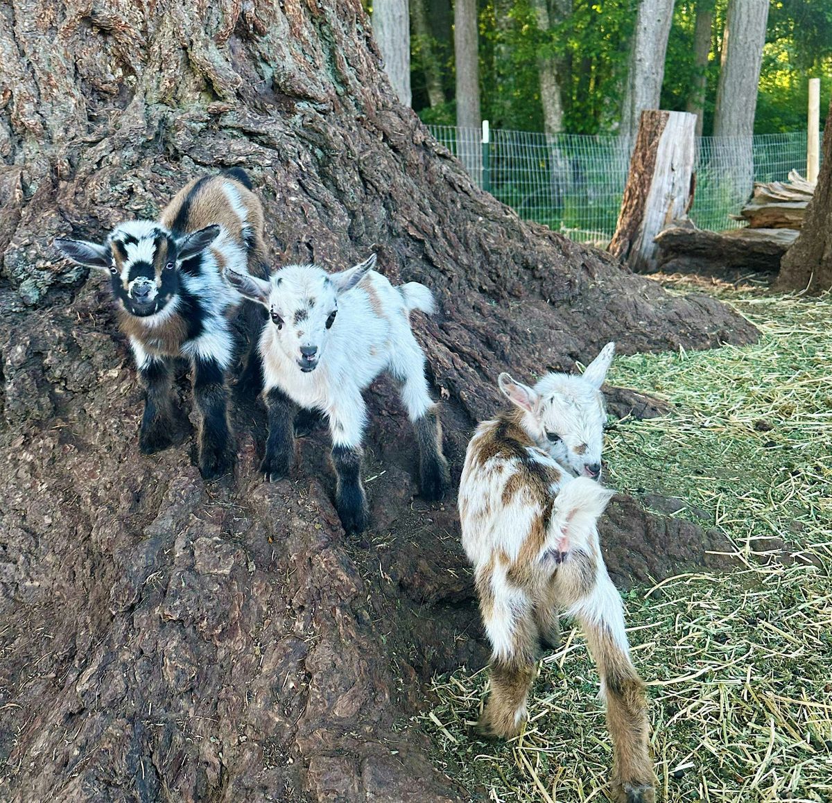 Baby Goats & Beer!