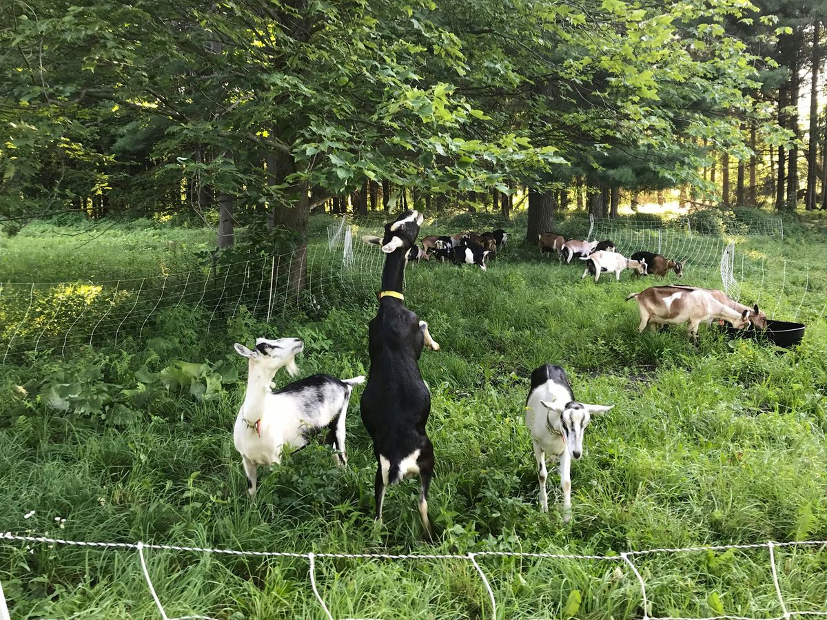 Sage Farm Goat Dairy Tour and Cheese Tasting