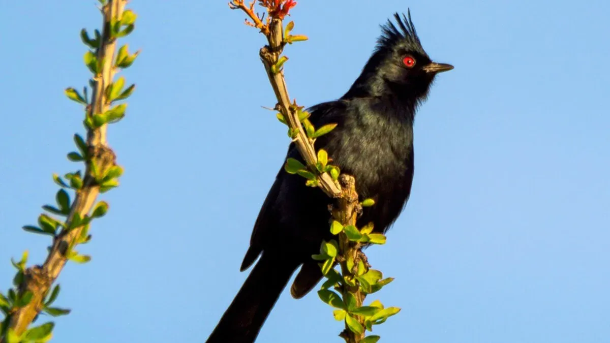 El Rio Preserve Birding Event
