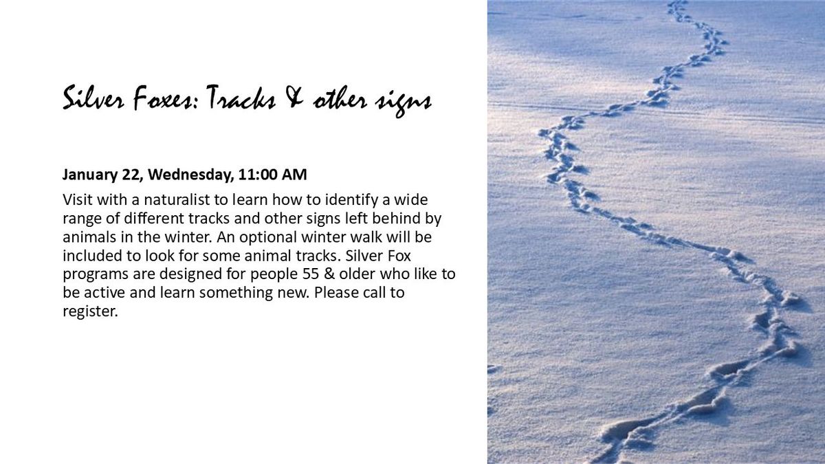 Silver Foxes: Tracks & Other Signs