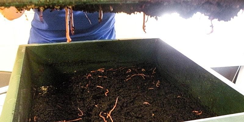 Vermicomposting 101 (Jacaranda Public Library)