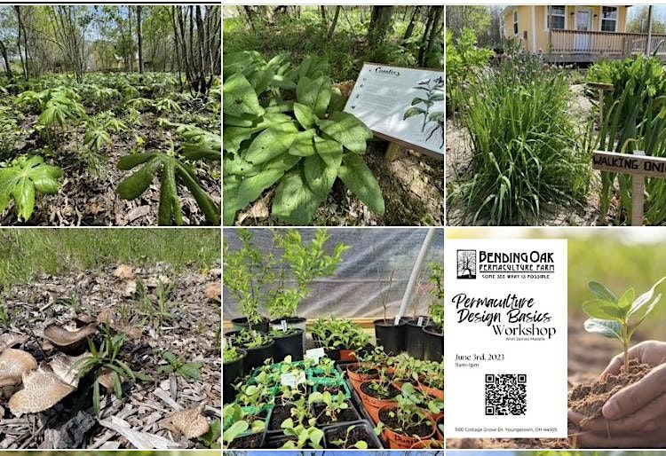 Permaculture Design Basics