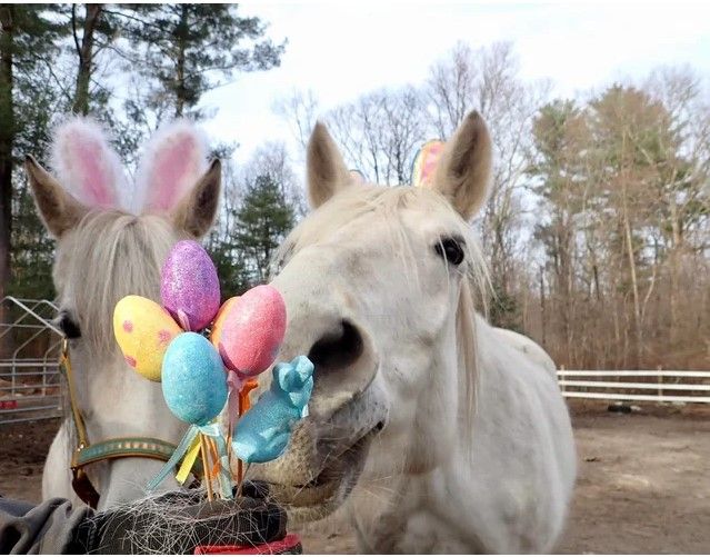 Easter Egg Hunt with the Horse Rescues, Sponsored by The Cammy and Heidi Team