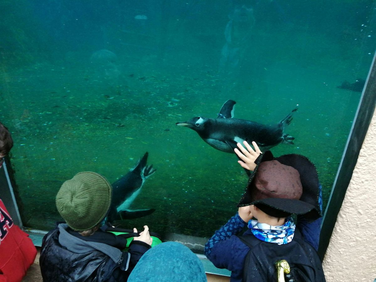 RZSS Autumn Explorers Edinburgh Zoo