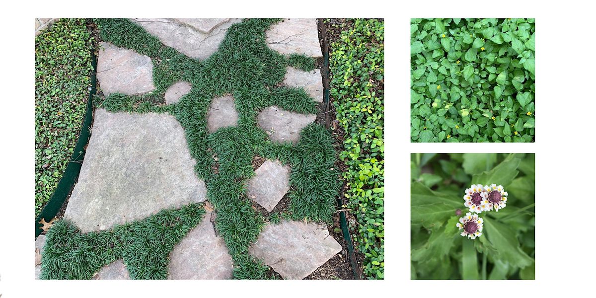 Groundcovers and Lawn Alternatives