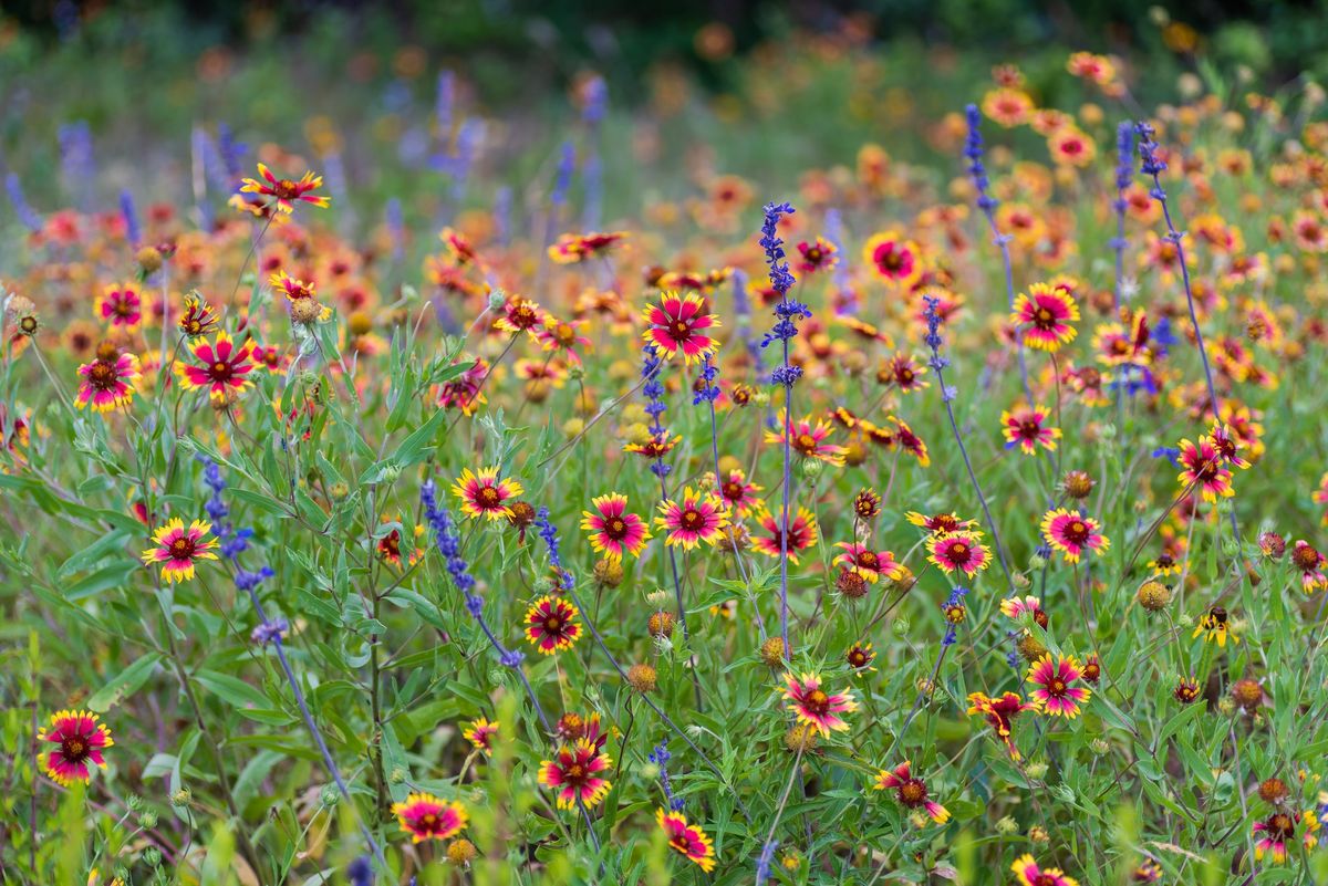 February Lunch & Learn "Roses in the Landscape"