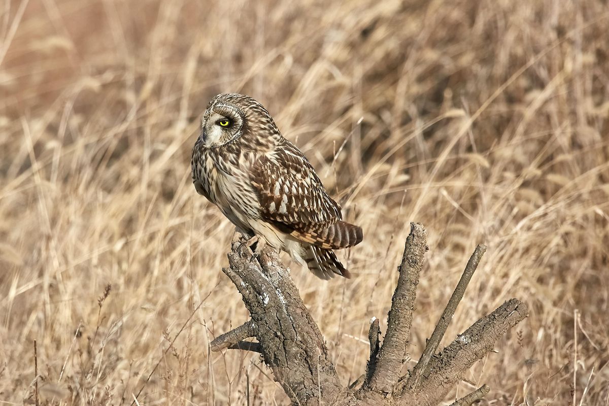 The bay of Sandwich birding trip: Short eared owls, and rare birds