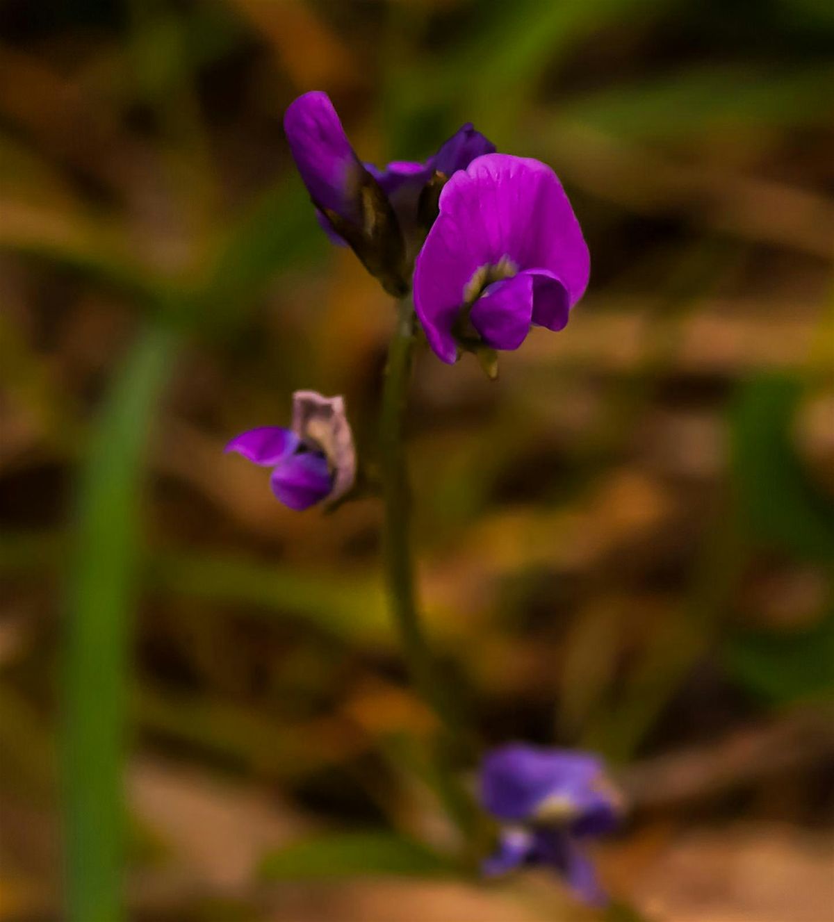 Citizen science flora survey - Bald Hill Reserve