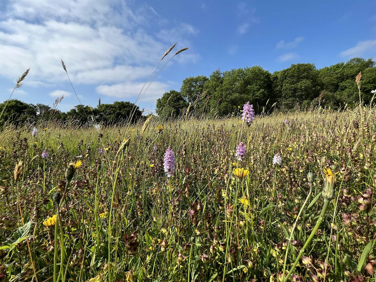 Langdon Talk and Walk: Willow Park No-Fence Grazing Project