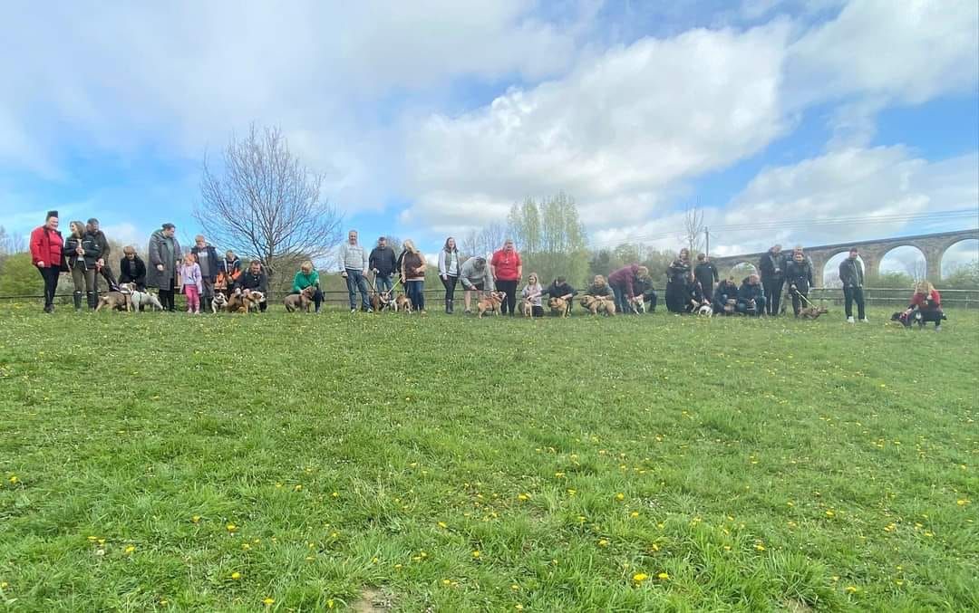 North Wales EF'n Bulldog Walk