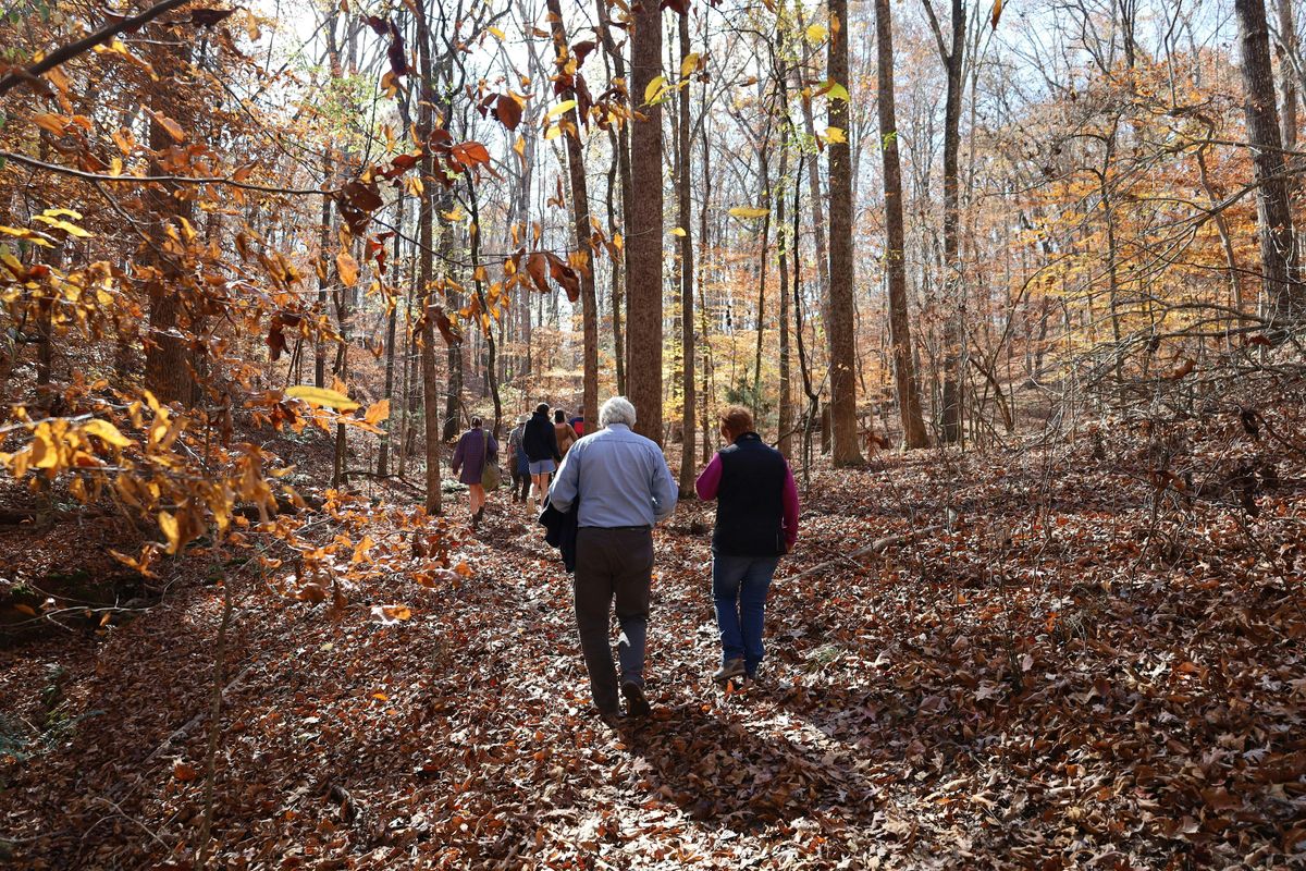 Fall Forest Bathing Walk