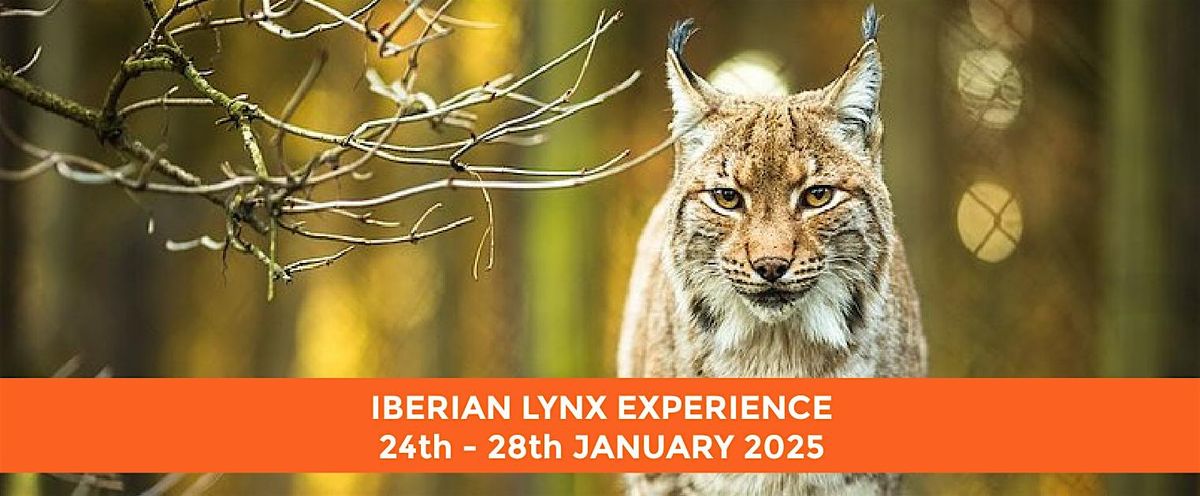 THE IBERIAN WILD LYNX ESCAPE 2025