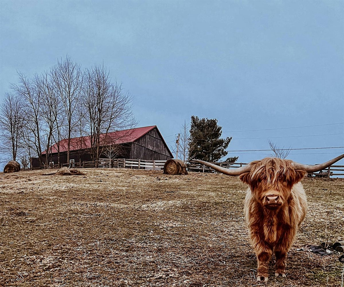 Cozy Highland Cow Watercolor Painting  at Stepping Stone Ranch