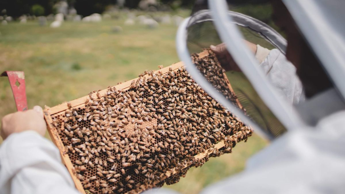 FREE CLASS: Beekeeping 101