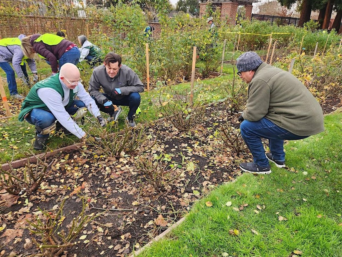 Link 2: Municipal Rose Garden - Summer Clean Up