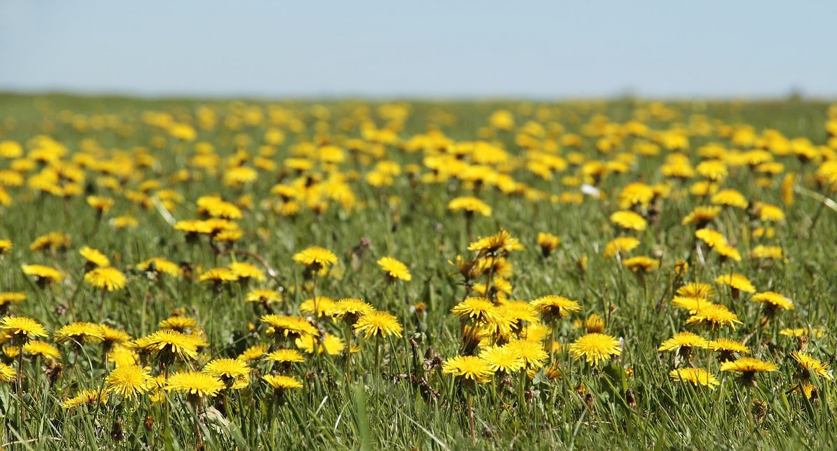 Rethinking the Dandelion: A Resilient Flower with Endless Benefits