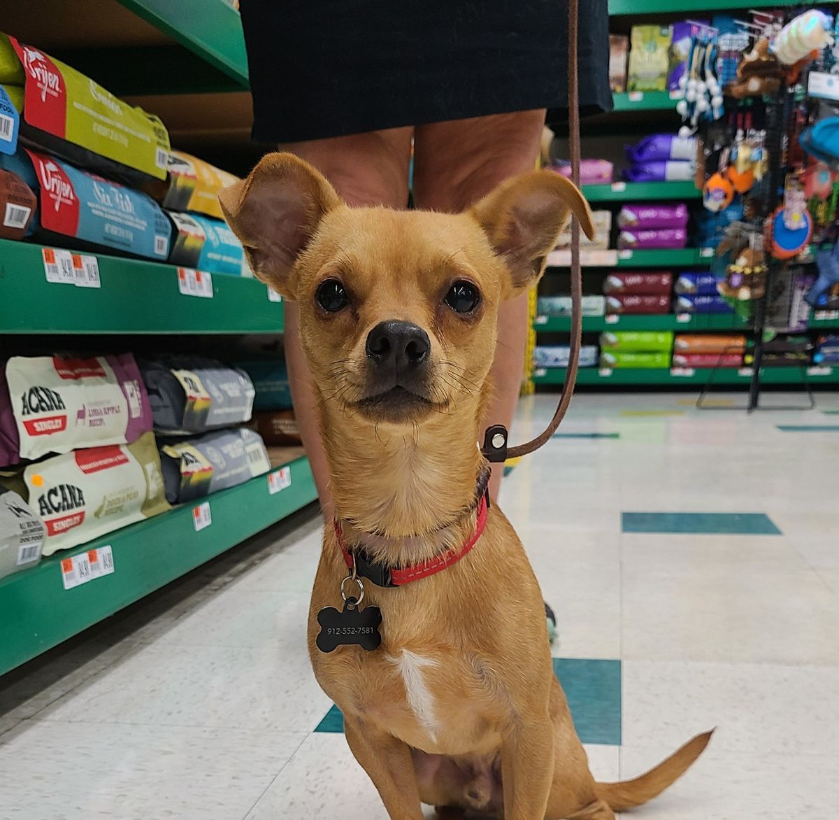 Fernandina Beach Pro Basic Obedience Group Class