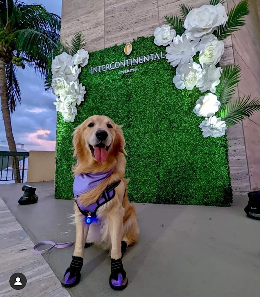 InterContinental Miami Weekly Paws Patio