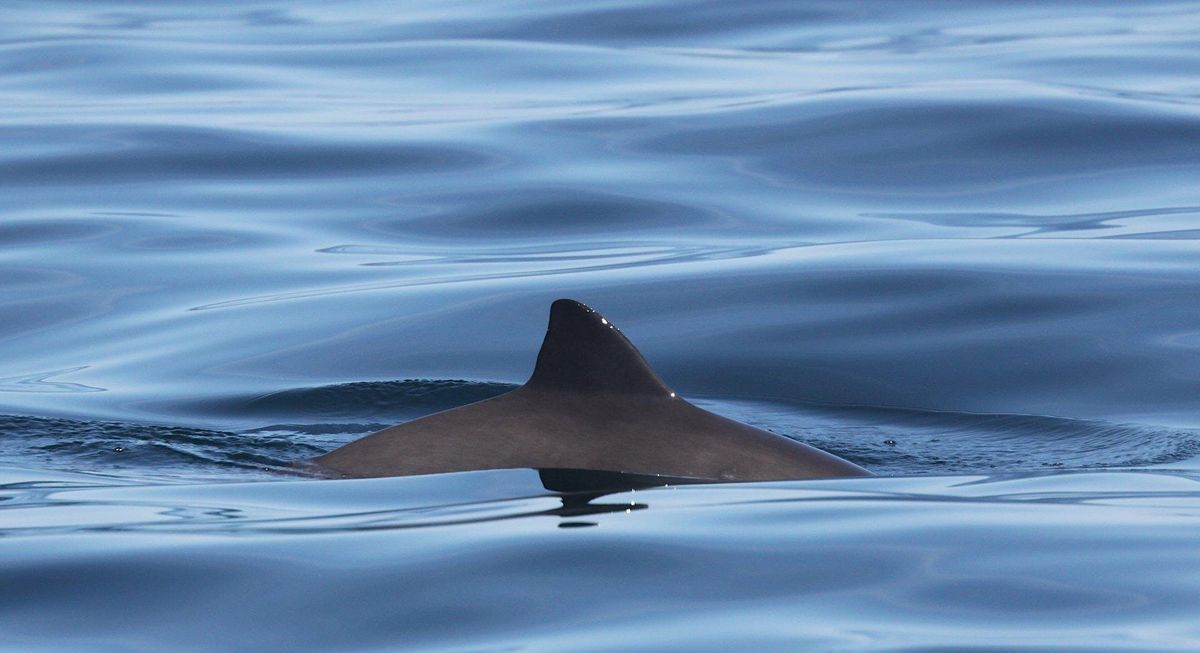 Sea Watch June Survey - Brean Down "Porpoises and Poetry"